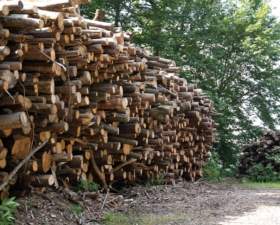 pcms/bilder/bioenergie/holz1.jpg